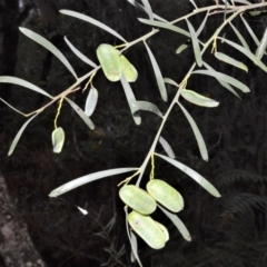 Acacia suaveolens (Sweet Wattle) at Kinghorne, NSW - 7 Oct 2020 by plants