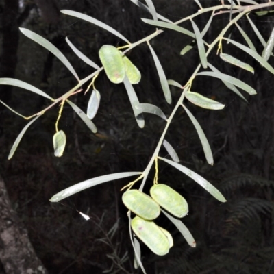 Acacia suaveolens (Sweet Wattle) at Jervis Bay National Park - 7 Oct 2020 by plants