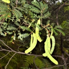 Acacia terminalis (Sunshine Wattle) at Jervis Bay National Park - 7 Oct 2020 by plants