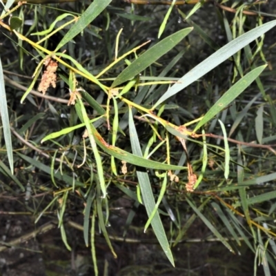 Acacia longifolia subsp. longifolia (Sydney Golden Wattle) at Jervis Bay National Park - 7 Oct 2020 by plants