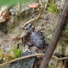 Scopodes sp. (genus) (Predaceous ground beetle) at Holt, ACT - 6 Oct 2020 by CathB