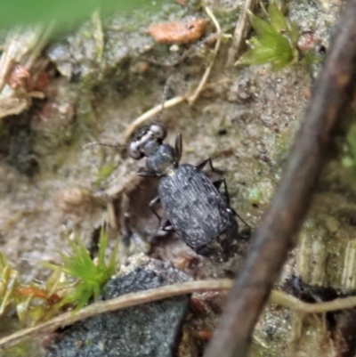 Scopodes sp. (genus) (Predaceous ground beetle) at Aranda Bushland - 6 Oct 2020 by CathB