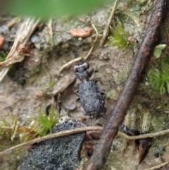 Scopodes sp. (genus) at Holt, ACT - 7 Oct 2020