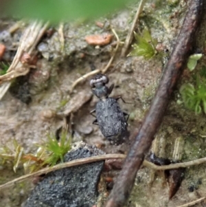 Scopodes sp. (genus) at Holt, ACT - 7 Oct 2020