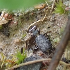 Scopodes sp. (genus) at Holt, ACT - 7 Oct 2020