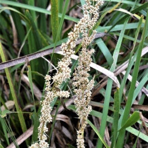 Lomandra longifolia at Kinghorne, NSW - 7 Oct 2020