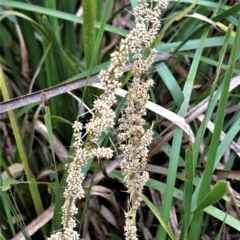 Lomandra longifolia (Spiny-headed Mat-rush, Honey Reed) at Kinghorne, NSW - 7 Oct 2020 by plants