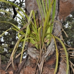 Lomandra longifolia at Kinghorne, NSW - 7 Oct 2020 10:41 PM