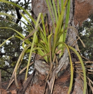 Lomandra longifolia at Kinghorne, NSW - 7 Oct 2020