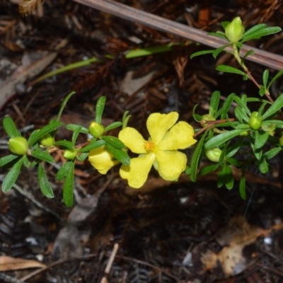 Hibbertia linearis at Jervis Bay National Park - 7 Oct 2020 by plants