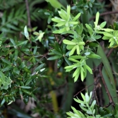 Monotoca elliptica (Tree Broom-heath) at Jervis Bay National Park - 7 Oct 2020 by plants