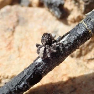 Euophryinae sp. (Rockhopper) undescribed at Downer, ACT - 4 Oct 2020