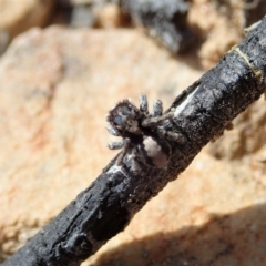 Euophryinae sp. (Rockhopper) undescribed at Downer, ACT - 4 Oct 2020