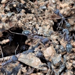Myrmecia sp. (genus) (Bull ant or Jack Jumper) at Mount Painter - 7 Oct 2020 by CathB