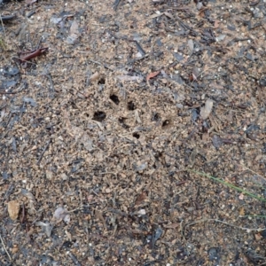 Myrmecia sp. (genus) at Cook, ACT - 7 Oct 2020