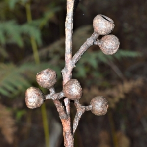 Eucalyptus pilularis at Jervis Bay National Park - 7 Oct 2020