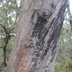 Eucalyptus pilularis at Jervis Bay National Park - 7 Oct 2020