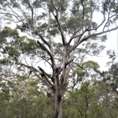 Eucalyptus pilularis at Jervis Bay National Park - 7 Oct 2020 10:57 PM