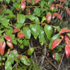 Endiandra sieberi (Hard Corkwood, Pink Walnut) at Kinghorne, NSW - 7 Oct 2020 by plants