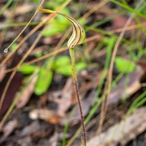 Caladenia atrovespa at Point 5078 - 7 Oct 2020