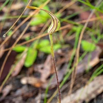 Caladenia atrovespa (Green-comb Spider Orchid) at Black Mountain - 7 Oct 2020 by Philip