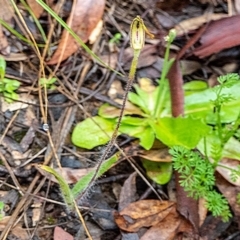 Caladenia atrovespa at Point 5078 - 7 Oct 2020