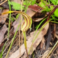 Caladenia atrovespa at Point 5078 - 7 Oct 2020