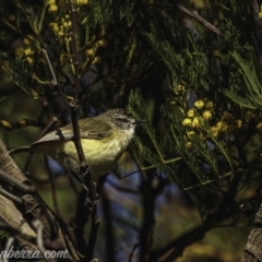 Acanthiza chrysorrhoa (Yellow-rumped Thornbill) at Weston Creek, ACT - 27 Sep 2020 by JonSteinbeck