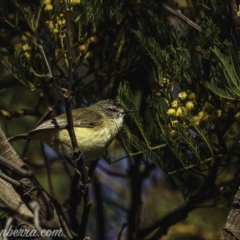 Acanthiza chrysorrhoa (Yellow-rumped Thornbill) at Weston Creek, ACT - 26 Sep 2020 by BIrdsinCanberra