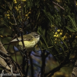 Acanthiza chrysorrhoa at Weston Creek, ACT - 27 Sep 2020