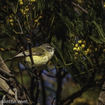 Acanthiza chrysorrhoa (Yellow-rumped Thornbill) at Weston Creek, ACT - 27 Sep 2020 by BIrdsinCanberra