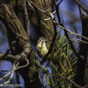 Acanthiza chrysorrhoa at Weston Creek, ACT - 27 Sep 2020