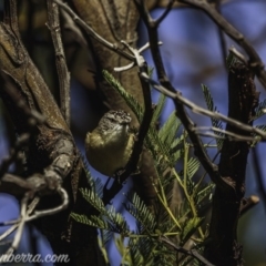 Acanthiza chrysorrhoa at Weston Creek, ACT - 27 Sep 2020