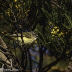 Acanthiza chrysorrhoa at Weston Creek, ACT - 27 Sep 2020