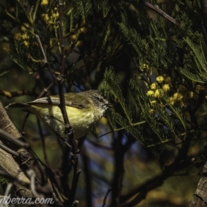 Acanthiza chrysorrhoa at Weston Creek, ACT - 27 Sep 2020