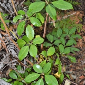 Cissus hypoglauca at Kinghorne, NSW - 7 Oct 2020