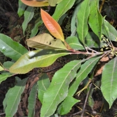 Elaeocarpus reticulatus (Blueberry Ash, Fairy Petticoats) at Kinghorne, NSW - 7 Oct 2020 by plants