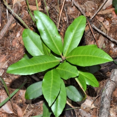 Myrsine howittiana (Brush Muttonwood) at Kinghorne, NSW - 7 Oct 2020 by plants