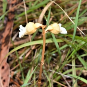 Gastrodia sesamoides at Kinghorne, NSW - 7 Oct 2020
