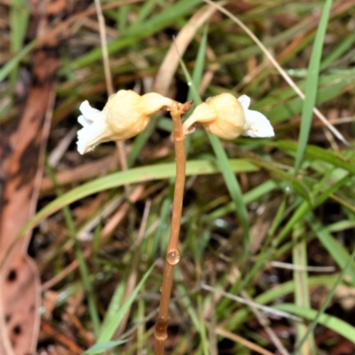 Gastrodia sesamoides (Cinnamon Bells) at Jervis Bay National Park - 7 Oct 2020 by plants