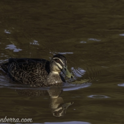 Anas superciliosa (Pacific Black Duck) at Molonglo River Reserve - 26 Sep 2020 by BIrdsinCanberra