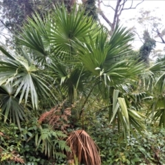 Livistona australis (Australian Cabbage Palm) at Kinghorne, NSW - 7 Oct 2020 by plants