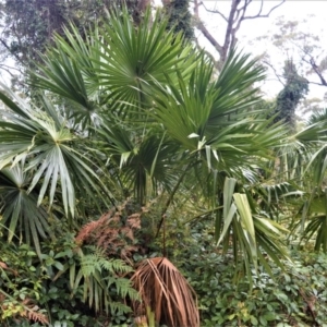 Livistona australis at Kinghorne, NSW - suppressed