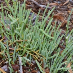 Sarcocornia quinqueflora subsp. quinqueflora (Beaded Glasswort) at Kinghorne, NSW - 7 Oct 2020 by plants