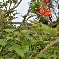Erythrina x sykesii (Common Coral Tree) at Kinghorne, NSW - 7 Oct 2020 by plants