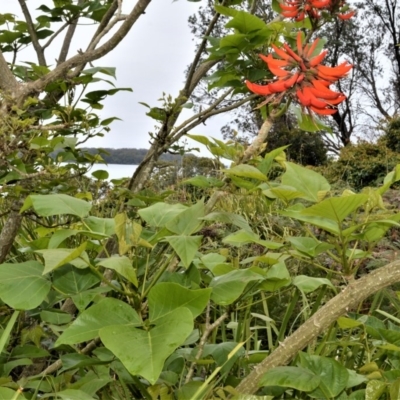 Erythrina x sykesii (Common Coral Tree) at Kinghorne, NSW - 7 Oct 2020 by plants