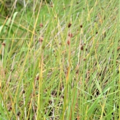 Ficinia nodosa (Knobby Club-rush) at Jervis Bay Marine Park - 7 Oct 2020 by plants