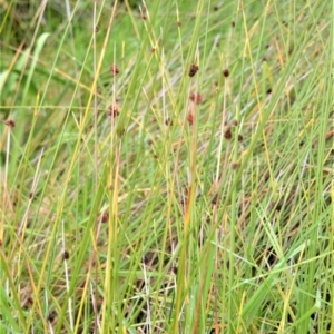 Ficinia nodosa at Kinghorne, NSW - 7 Oct 2020