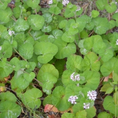 Pelargonium australe (Austral Stork's-bill) at Jervis Bay National Park - 7 Oct 2020 by plants