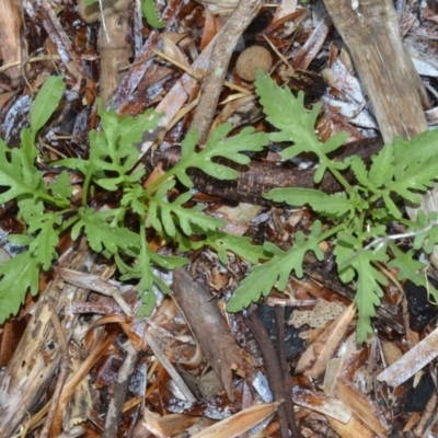 Cakile maritima (Sea Rocket) at Kinghorne, NSW - 7 Oct 2020 by plants